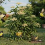 Dieser fast vergessene Strauch lockt Kohlmeisen zuverlässig in jeden Garten