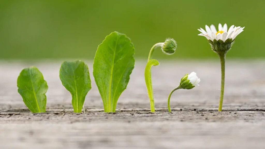 Gänseblümchen im April nicht abmähen