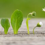 Gänseblümchen im April nicht abmähen – ihre verborgene Heilkraft überrascht